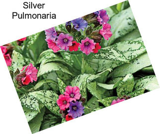 Silver Pulmonaria