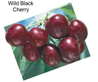 Wild Black Cherry