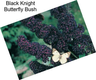 Black Knight Butterfly Bush