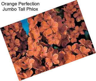 Orange Perfection Jumbo Tall Phlox