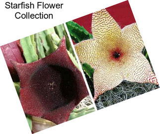 Starfish Flower Collection