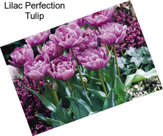 Lilac Perfection Tulip