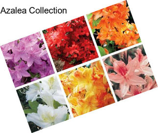 Azalea Collection