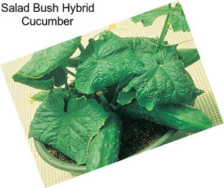 Salad Bush Hybrid Cucumber