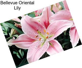 Bellevue Oriental Lily