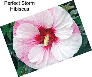 Perfect Storm Hibiscus