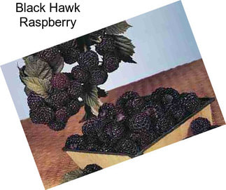 Black Hawk Raspberry