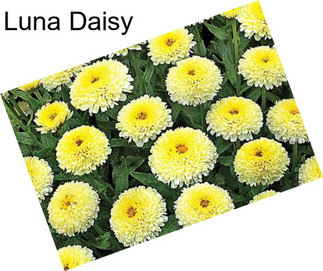 Luna Daisy