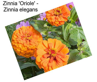 Zinnia \'Oriole\' - Zinnia elegans