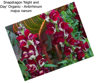 Snapdragon \'Night and Day\' Organic - Antirrhinum majus nanum