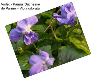 Violet - Parma \'Duchesse de Parme\' - Viola odorata