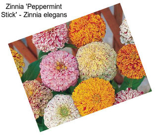 Zinnia \'Peppermint Stick\' - Zinnia elegans