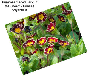 Primrose \'Laced Jack in the Green\' - Primula polyanthus