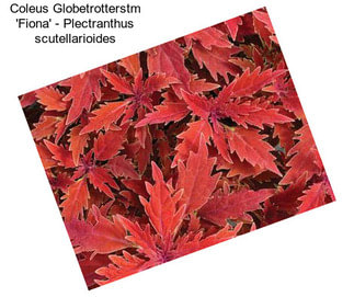 Coleus Globetrotterstm \'Fiona\' - Plectranthus scutellarioides