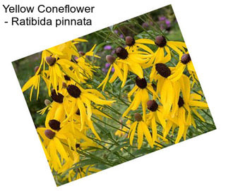 Yellow Coneflower - Ratibida pinnata