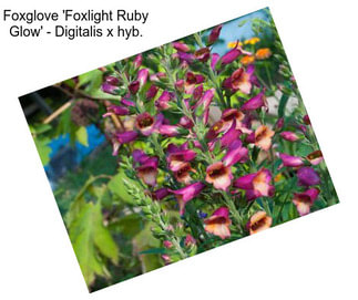 Foxglove \'Foxlight Ruby Glow\' - Digitalis x hyb.