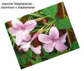 Jasmine \'Stephanense\' - Jasminum x stephanense