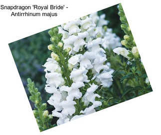Snapdragon \'Royal Bride\' - Antirrhinum majus