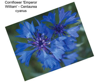 Cornflower \'Emperor William\' - Centaurea cyanus