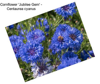 Cornflower \'Jubilee Gem\' - Centaurea cyanus