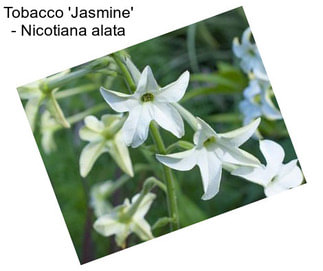 Tobacco \'Jasmine\' - Nicotiana alata