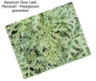 Geranium \'Grey Lady Plymouth\' - Pelargonium graveolens