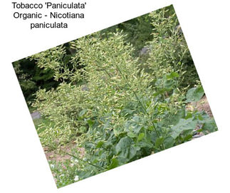 Tobacco \'Paniculata\' Organic - Nicotiana paniculata