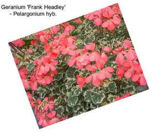 Geranium \'Frank Headley\' - Pelargonium hyb.