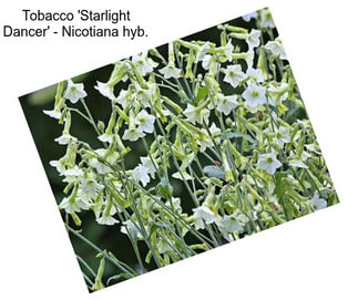 Tobacco \'Starlight Dancer\' - Nicotiana hyb.