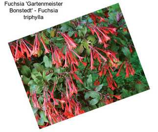 Fuchsia \'Gartenmeister Bonstedt\' - Fuchsia triphylla