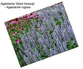 Agastache \'Giant Hyssop\' - Agastache rugosa