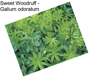 Sweet Woodruff - Galium odoratum