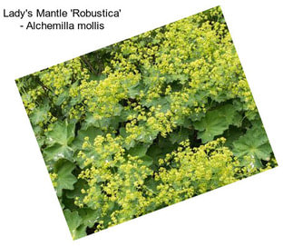 Lady\'s Mantle \'Robustica\' - Alchemilla mollis