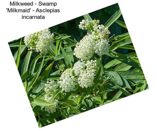 Milkweed - Swamp \'Milkmaid\' - Asclepias incarnata