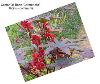 Castor Oil Bean \'Carmencita\' - Ricinus communis