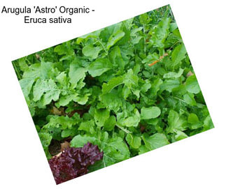Arugula \'Astro\' Organic - Eruca sativa