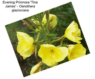 Evening Primrose \'Tina James\' - Oenothera glazioviana