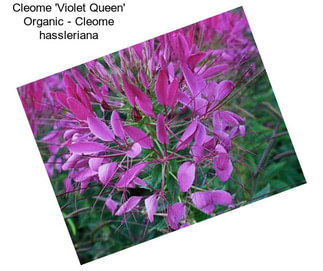 Cleome \'Violet Queen\' Organic - Cleome hassleriana