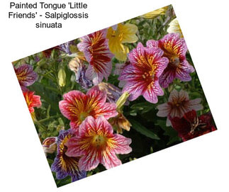 Painted Tongue \'Little Friends\' - Salpiglossis sinuata