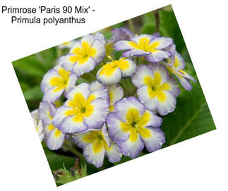 Primrose \'Paris 90 Mix\' - Primula polyanthus