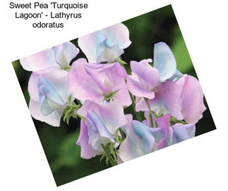 Sweet Pea \'Turquoise Lagoon\' - Lathyrus odoratus