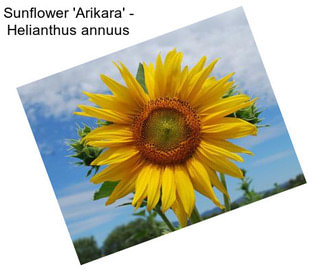 Sunflower \'Arikara\' - Helianthus annuus