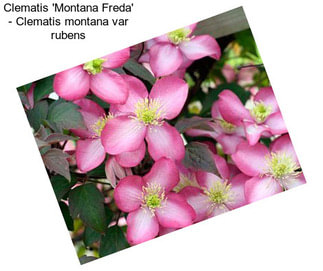 Clematis \'Montana Freda\' - Clematis montana var rubens