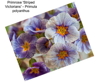 Primrose \'Striped Victorians\' - Primula polyanthus