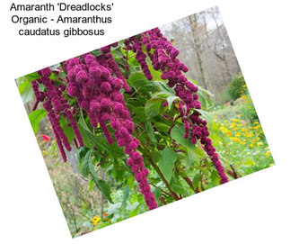 Amaranth \'Dreadlocks\' Organic - Amaranthus caudatus gibbosus