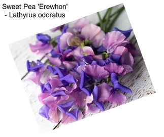 Sweet Pea \'Erewhon\' - Lathyrus odoratus