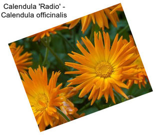 Calendula \'Radio\' - Calendula officinalis