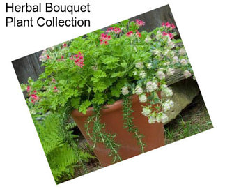 Herbal Bouquet Plant Collection
