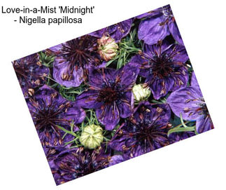 Love-in-a-Mist \'Midnight\' - Nigella papillosa