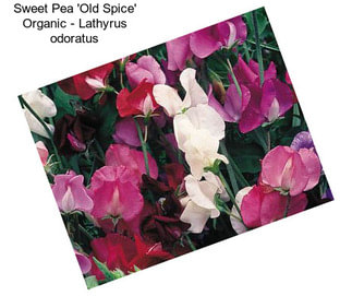 Sweet Pea \'Old Spice\' Organic - Lathyrus odoratus